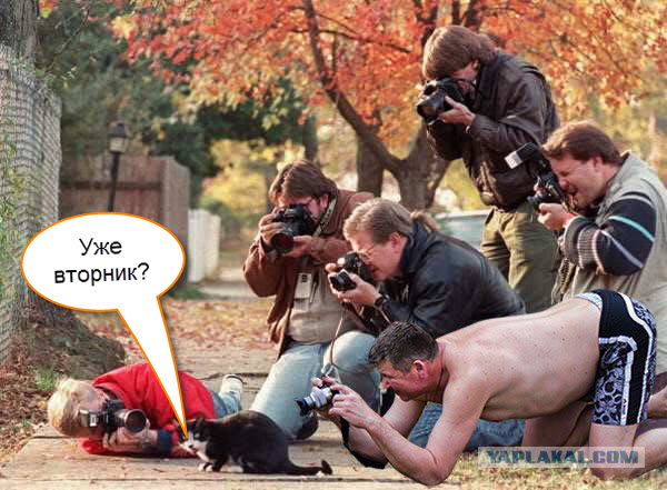 Жаба: Фотолюбитель
