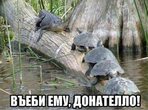 Весёлые картинки