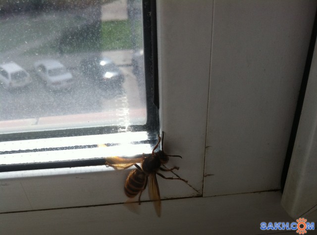 Не бойтесь шершней!