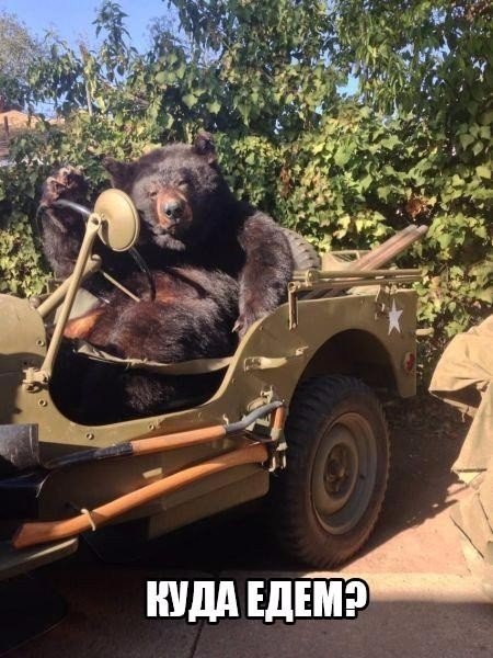 Мохнатые беспредельщики