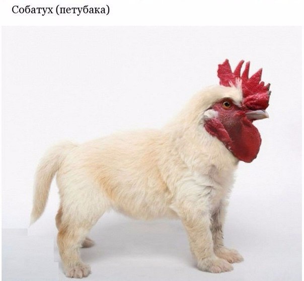 Подборка интересных и веселых картинок