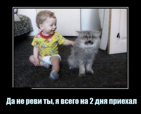 Мохнатые беспредельщики