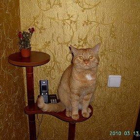 Кот пахан или рыжее родное чудовище