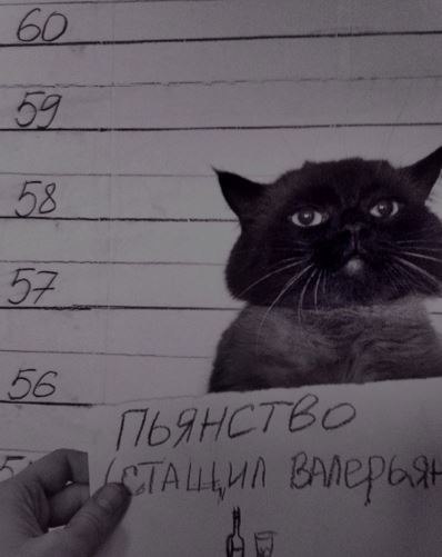 Прикольные животные
