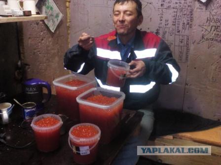 20 лет спустя. VII - Рыбные богатства Камчатки