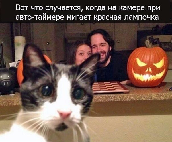 Я конечно люблю котиков, но иногда они реально как заноза в заднице