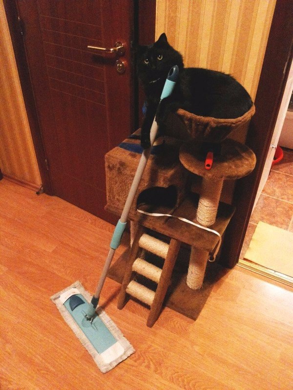 Прикольные животные