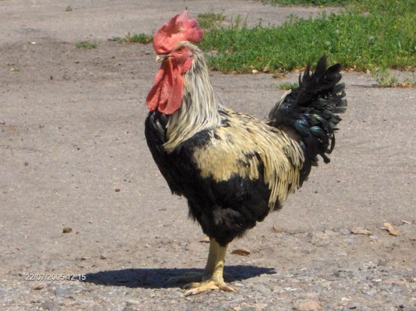 Самые смешные животные