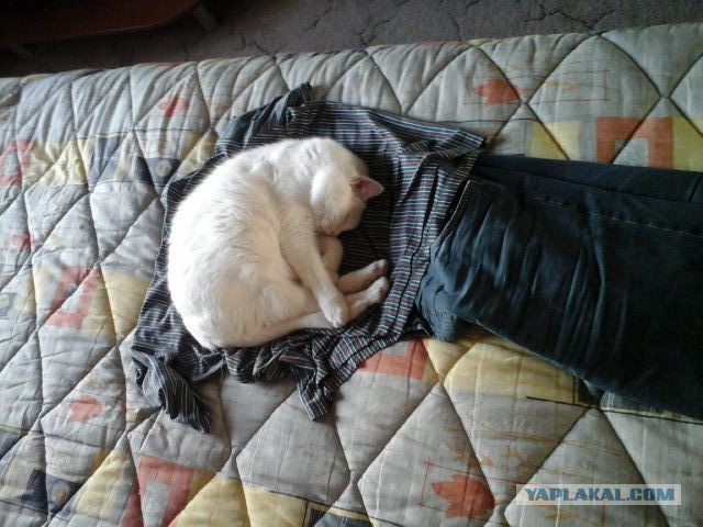 20 мест, в которых не должно было быть кота, но вот он