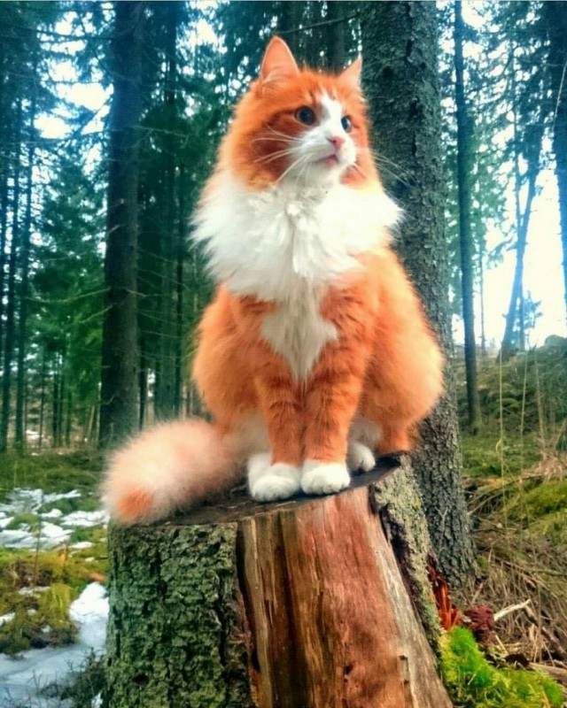 Котовторник 14.03.2017