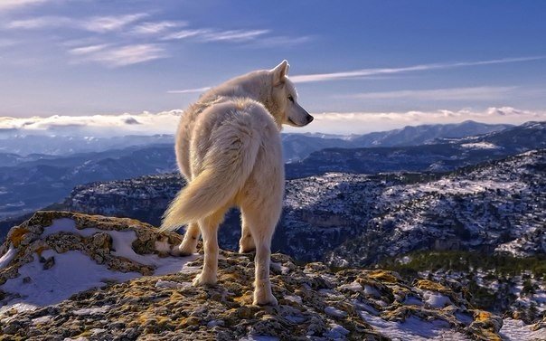 Самые смешные животные