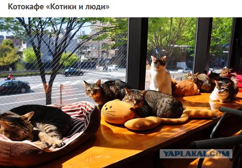 В Петрозаводске котиков из "Котокафе" выгоняют на улицу