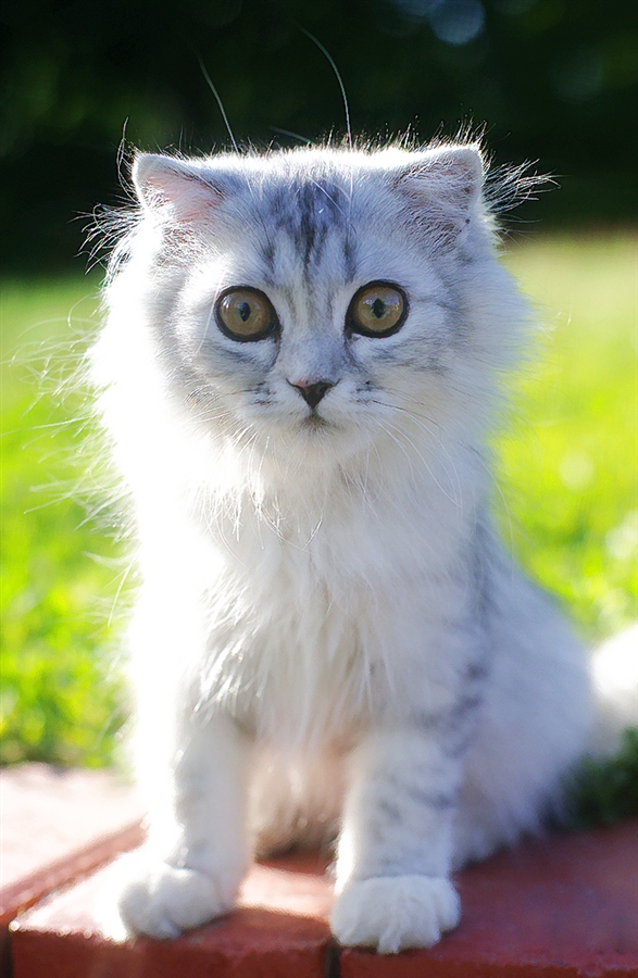Супер-котофото на котовторник