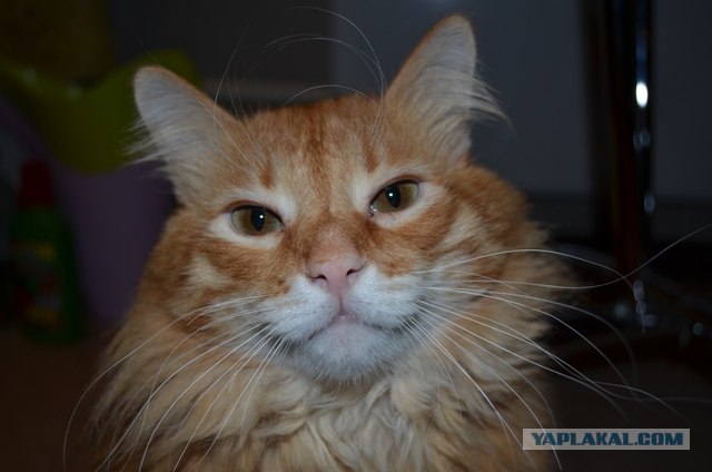 Котовторник  от 3.04.2012