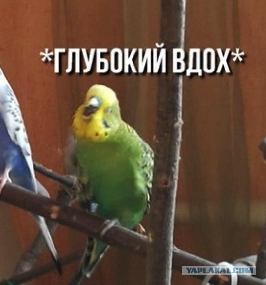 Когда-то повеселило
