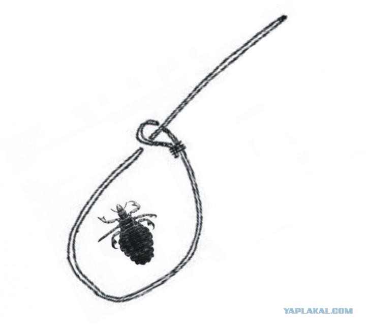 В кармане и вошь на аркане. Вошь на аркане, блоха на цепи. Как выглядят личинки гнид. В кармане и вошь на аркане. В кармане и вошь на аркане.