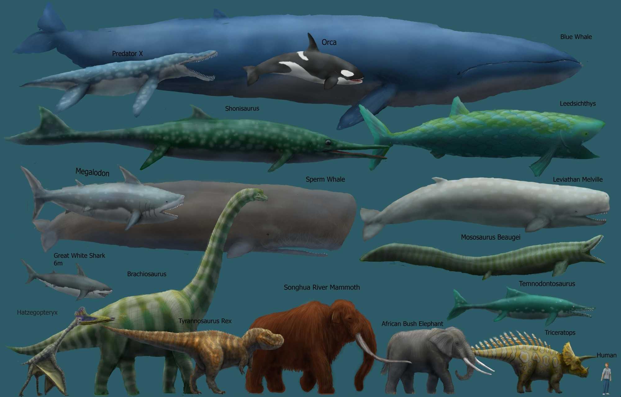 Синий кит: Наша планета не видела более крупного существа. Какое бытие у  левиафана весом в 150 тонн? - ЯПлакалъ