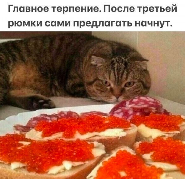 К котовторнику: подборка картинок-баянов с котиками и про котиков. Выпуск 23.