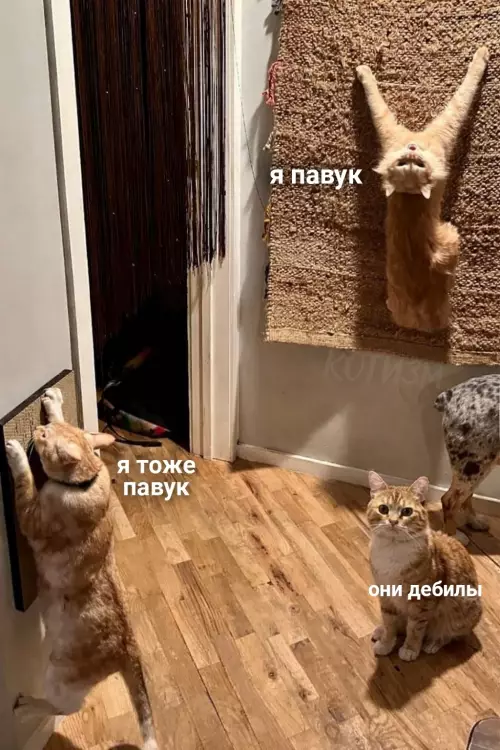 Картиночки, баянчики 01 марта