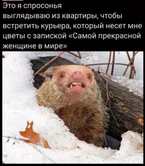 Картинки