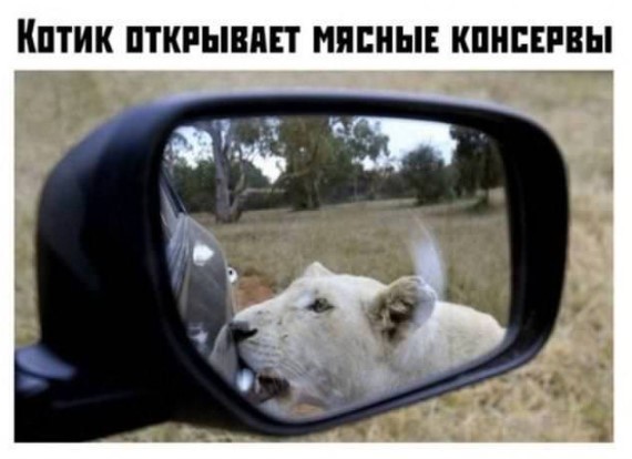 Картинки для деградации 260 (разной степени свежести)