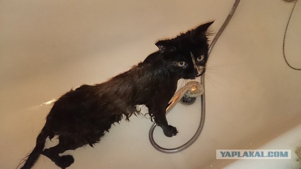 Котовторник  25.03.2014
