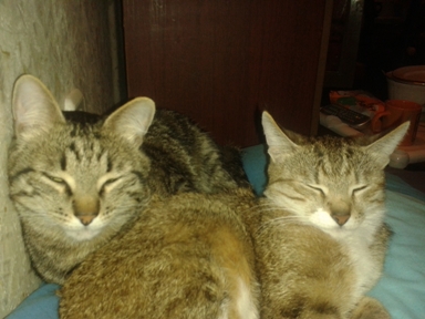 Котовторник  08.07.2014