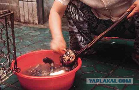 Типичные продукты китайского супермаркета