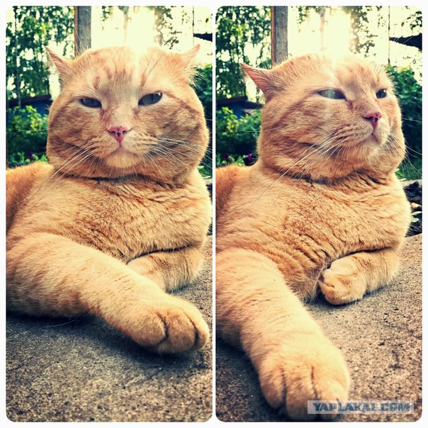 Самые популярные клички кошек и котов