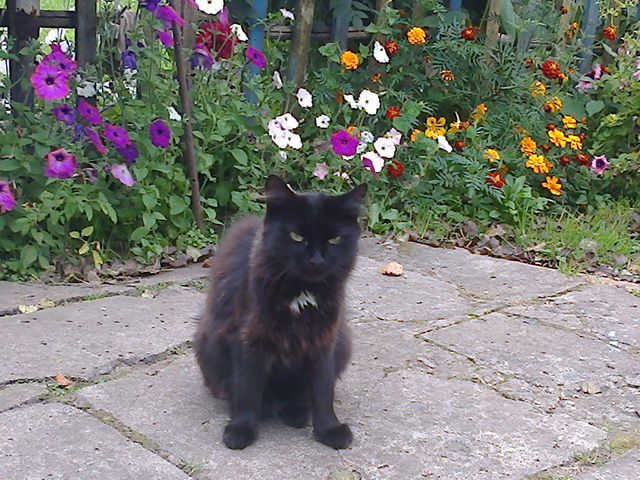 Котовторник 12.05.2015