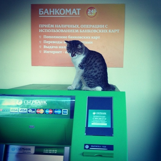 Коты - банкиры