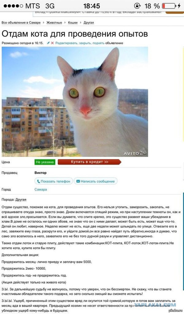 Кому кота