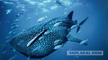 Подборка картинок 04.03.16