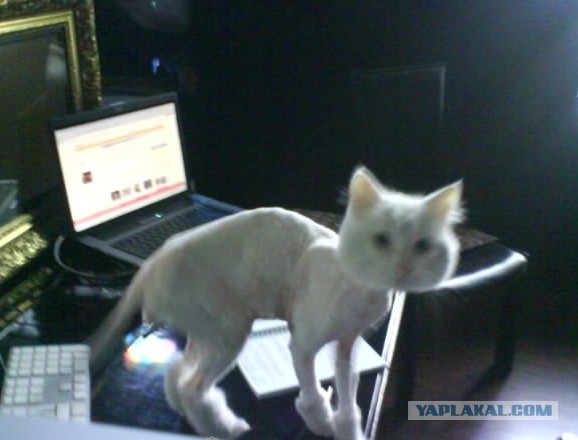 "Что Вы наделали  ? "