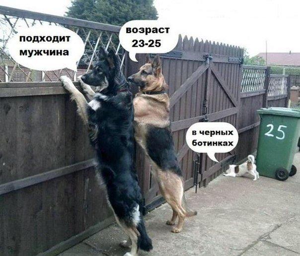 Мохнатые беспредельщики