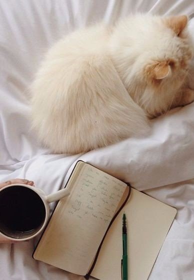 Коты из сети