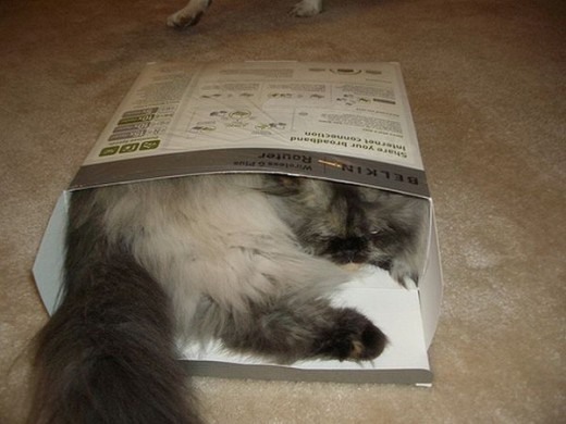 Коты и Кошки