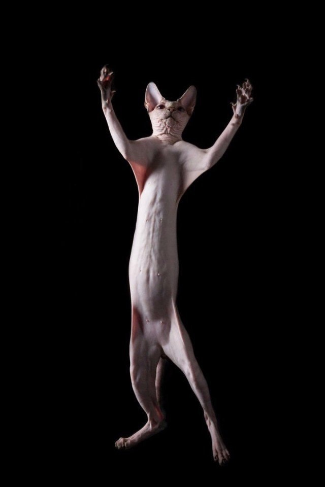 Коты и Кошки