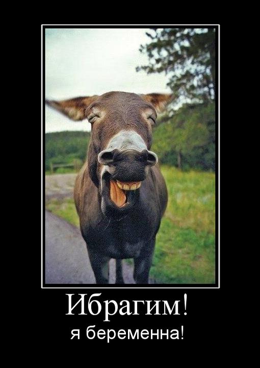 Первый публичный дом для зоофилов  откроют в Дании