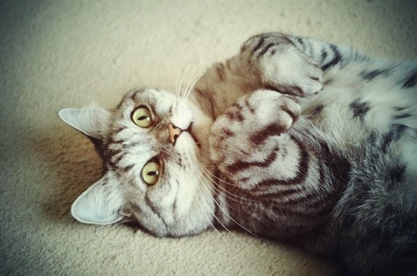 Коты и Кошки