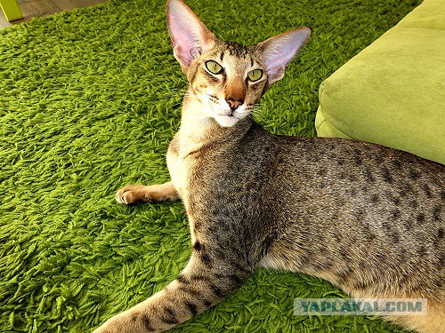 Ушастые кошки
