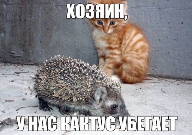 Прикольных котов пост