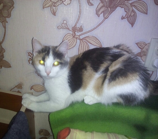 Котовторник  06.03.2018