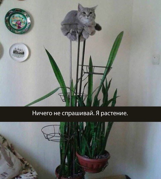 Фотобомбы котов