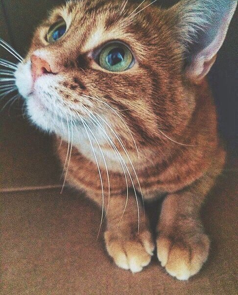 Кот без прикрас