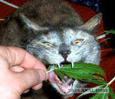 Даёшь Котовторник на ЯПе! (29.07.08)