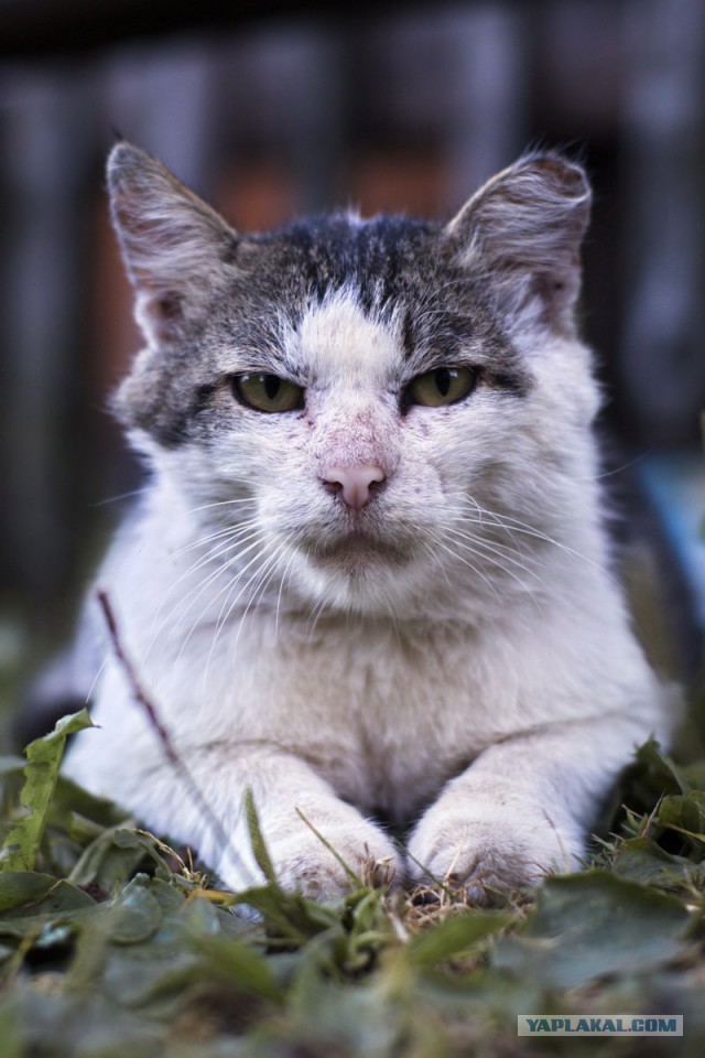 Котовторник  31.07.2018