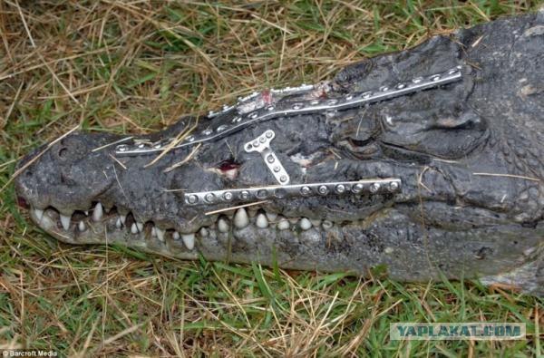 Спасение крокодила (11 фото)