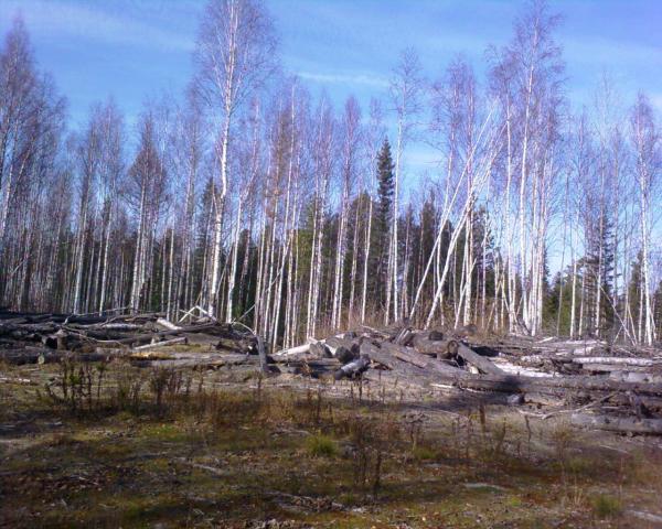 Весна, 5 дней таёжного одиночества