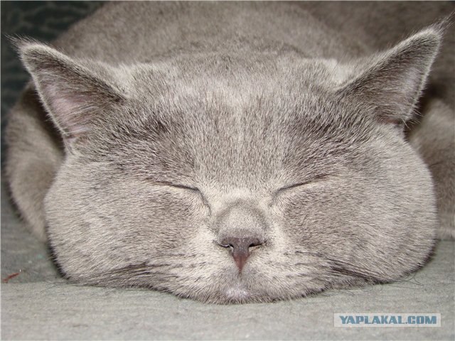 Котовторник - С праздником, котоводы!